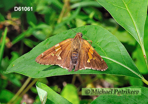 Hobomok Skipper (Poanes hobomok)